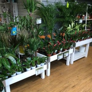 TIMBER HOUSEPLANT TABLE SET Langlands