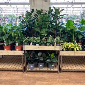Syon Park Garden Centre