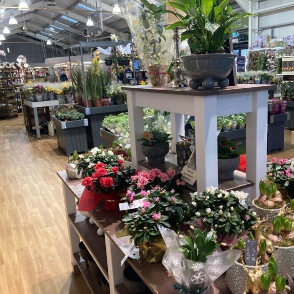 Burleydam-houseplant-area-cases-tudy (6) Burleydam-houseplant-area-cases-tudy (6)