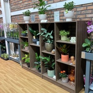 Burleydam-houseplant-area-cases-tudy (7) Burleydam-houseplant-area-cases-tudy (7)