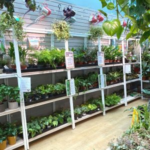 Iron Acton Houseplant Area by Stagecraft website images (4) Iron Acton Houseplant Area by Stagecraft website images (4)