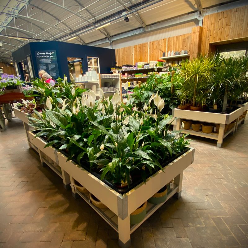 Ruxley Manor Houseplant Area (3) Ruxley Manor Houseplant Area (3)