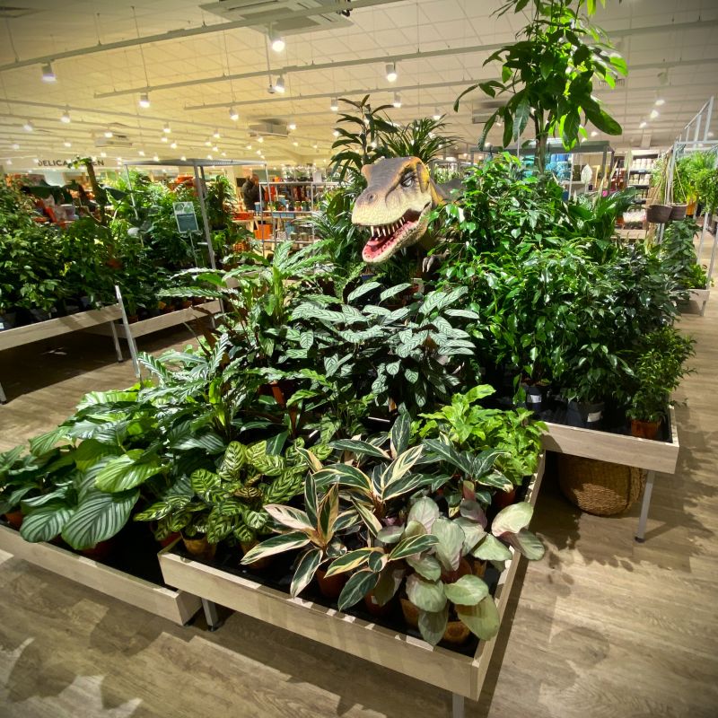 Custom Houseplant displays @ Scotsdales Garden Centre Custom Houseplant displays @ Scotsdales Garden Centre