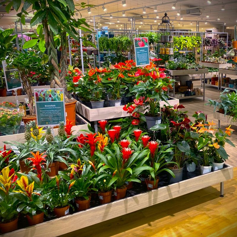 Custom Houseplant displays @ Scotsdales Garden Centre Custom Houseplant displays @ Scotsdales Garden Centre