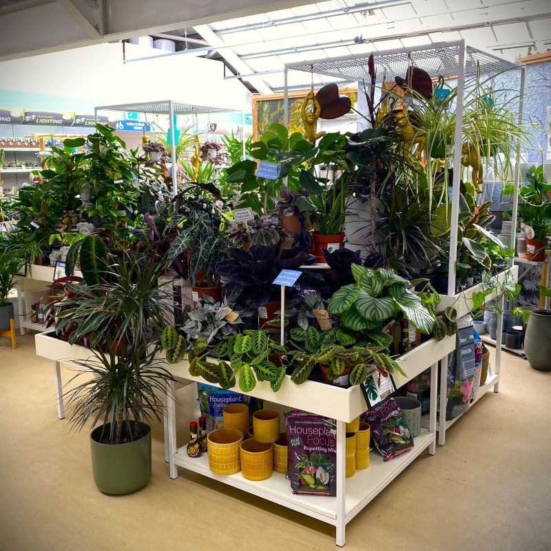 Planters Pacific Houseplant Area square 2 Planters Pacific Houseplant Area square 2